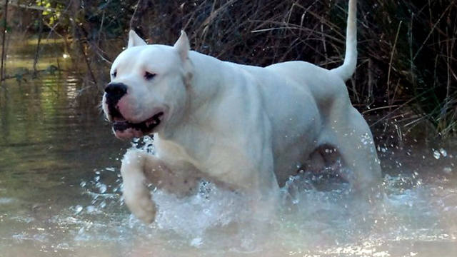 FOTO: El dogo argentino, un cruce de razas para la caza
