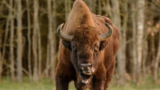 FOTO: Video: un bisonte embistió a una niña de nueve años