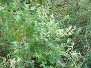 Oviedo manifestó que la flor está