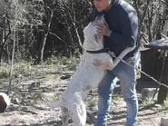 Un hombre fue atacado por perros y sufrió graves heridas
