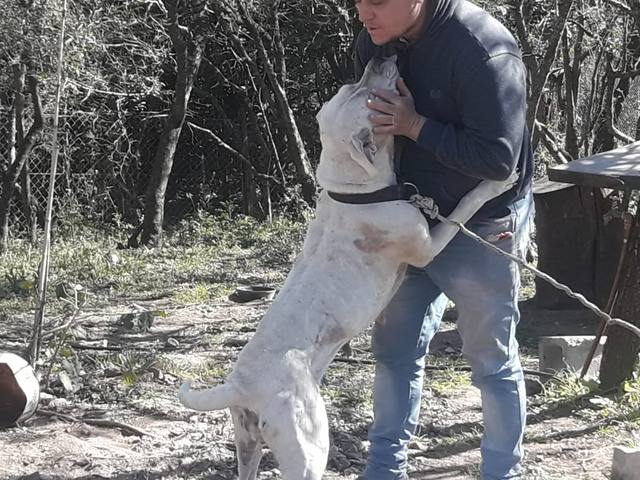 Un hombre fue atacado por perros y sufrió graves heridas
