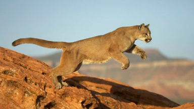 Para docente, el ataque de pumas a humanos es infrecuente