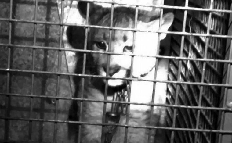 El pumita fue rescatado de una propiedad rural (Foto: Agencia de Noticias San Luis)