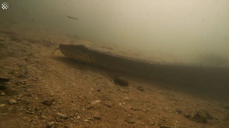 El animal fue captado en detalle por los buzos.