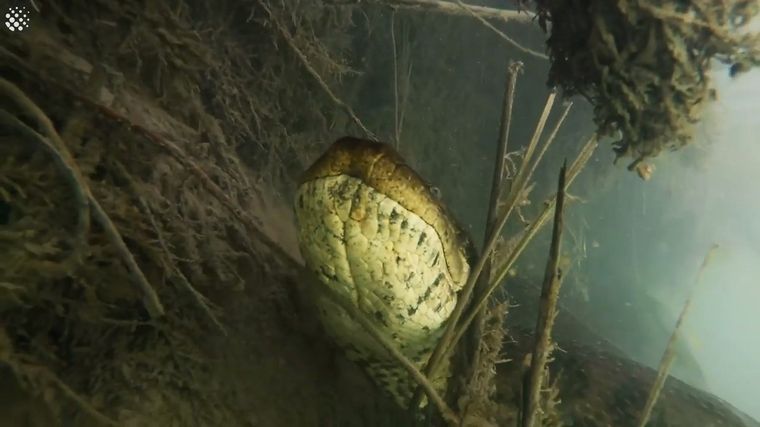 El animal fue captado en detalle por los buzos.