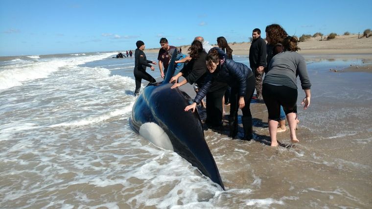 FOTO: Orcas varadas en Mar Chiquita