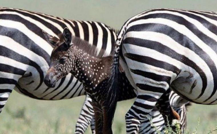 Tira, la ceba que nació con puntos blancos y piel marrón.