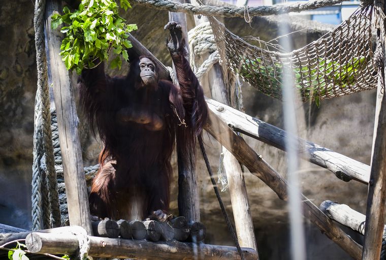 La orangutana Sandra será trasladada a un santuario de Florida, EEUU