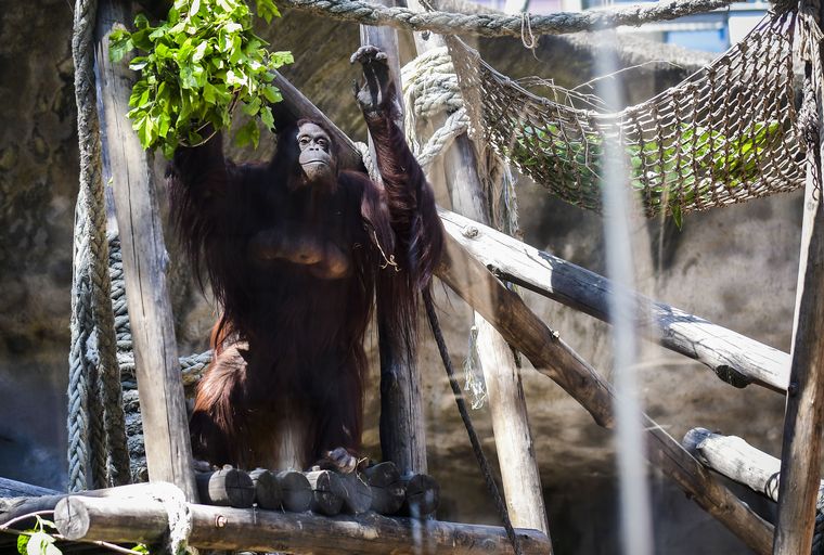 FOTO: La orangutana Sandra será trasladada a un santuario de Florida, EEUU