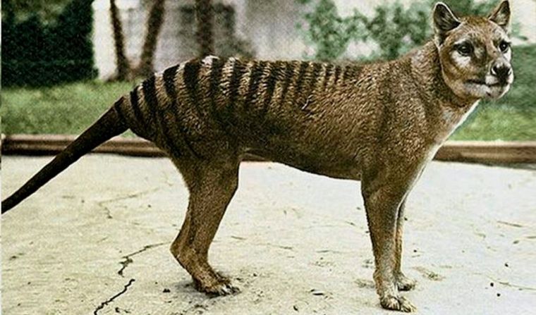 Aseguran haber visto al tigre de Tasmania, declarado extinto hace 80 años.