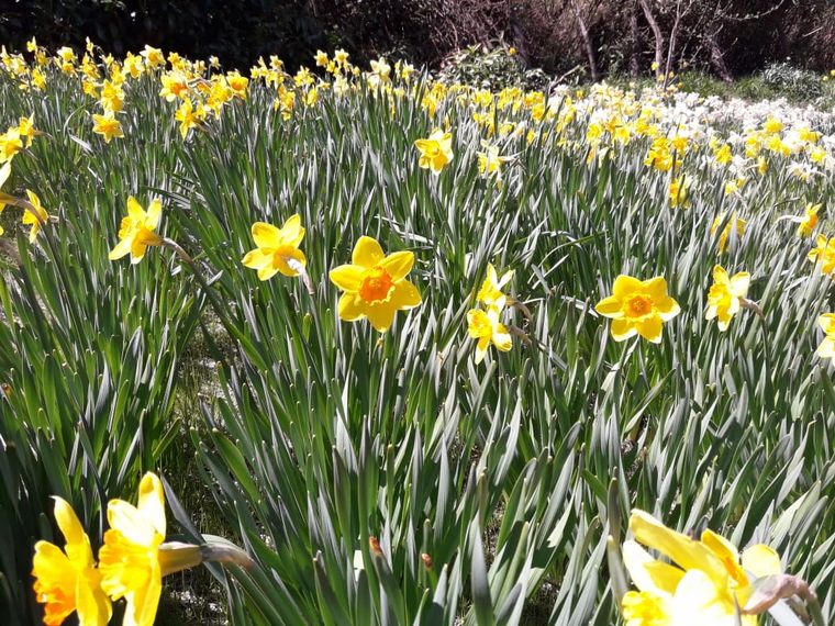 Además de tulipanes también cultivan narcisos.
