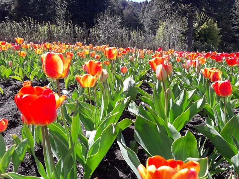 Chacra Danubio, un espectáculo de Tulipanes en Bariloche