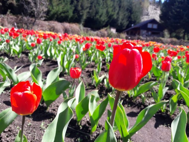 Chacra Danubio, un espectáculo de Tulipanes en Bariloche