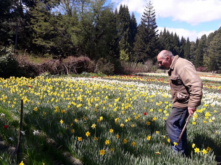 FOTO: Chacra Danubio, un espectáculo de Tulipanes en Bariloche