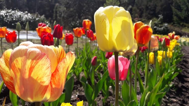 Chacra Danubio, un espectáculo de Tulipanes en Bariloche