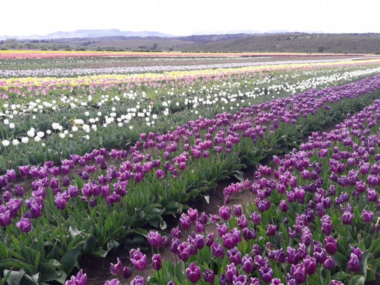 Tulipanes en Trevelin