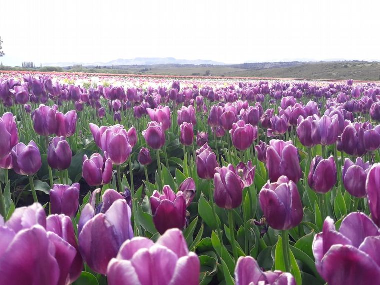 Tulipanes en Trevelin