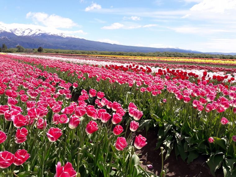 AUDIO: Trevelin cultiva los bulbos de dos millones de tulipanes (por Marcela Psonkevich)