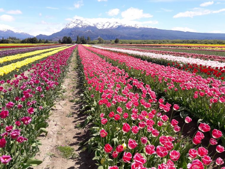 Tulipanes en Trevelin - Marcela Psonkevic