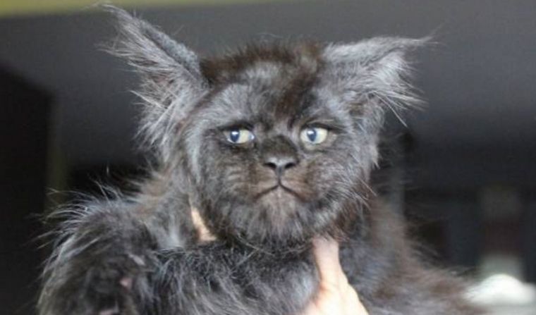 Los rasgos del gato sorprendieron a los usuarios.