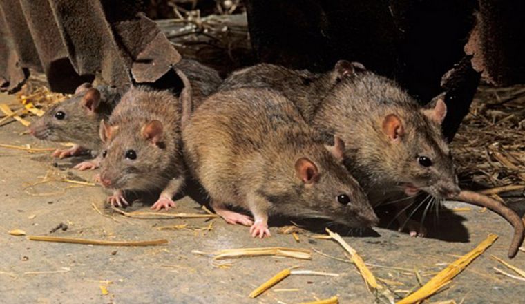 Hay preocupación por hantavirus en el suroeste de Neuquén.