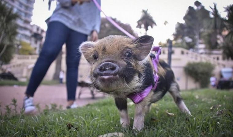Mini pig, el nuevo furor de los argentinos