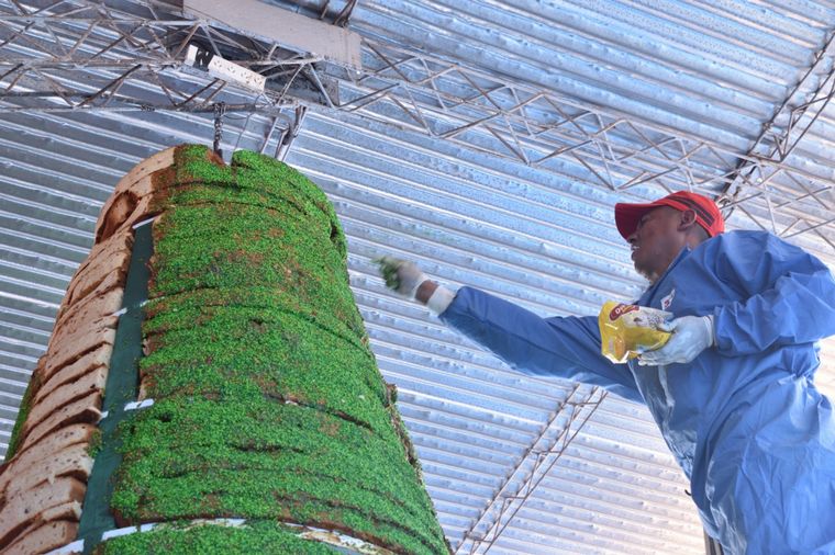 Preparan un pan dulce con forma de pino de 2.500 kilos