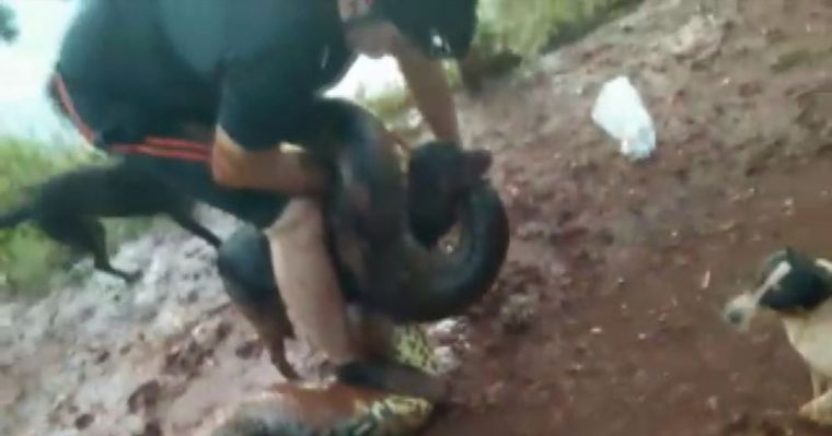 Los hombres lucharon más de 10 minutos para salvar al perro.