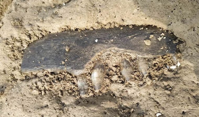 Los fósiles hallados en una playa de Monte Hermoso.