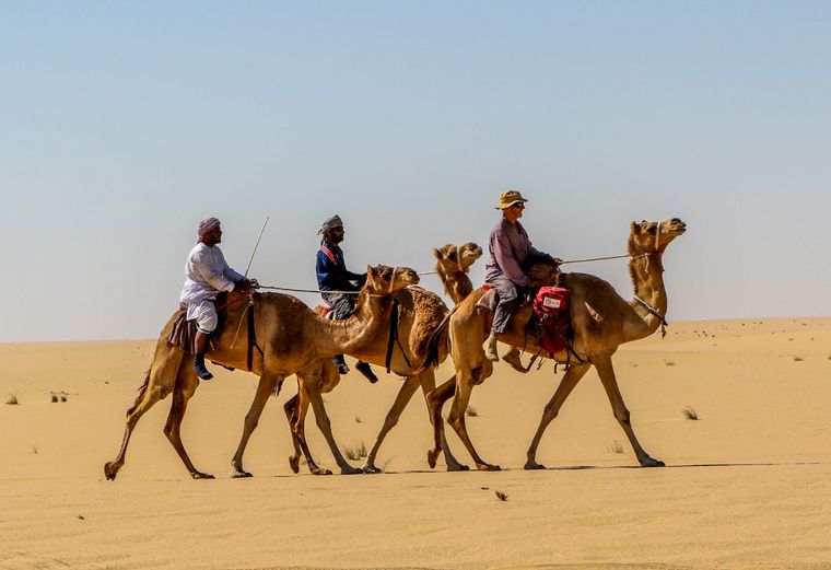 Camellos en un paseo por el "Empty Quarter"