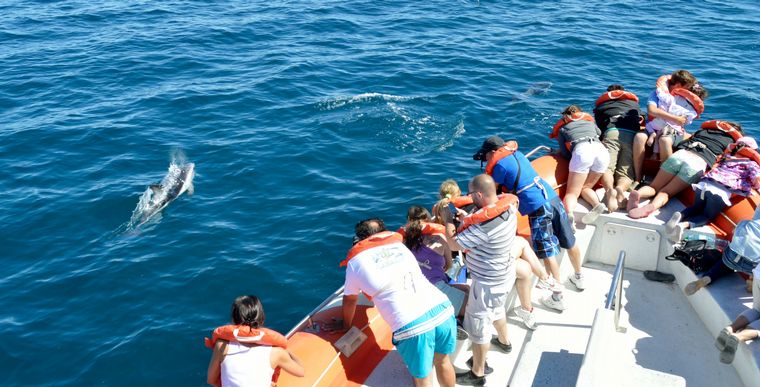Avistajes en Península Valdés