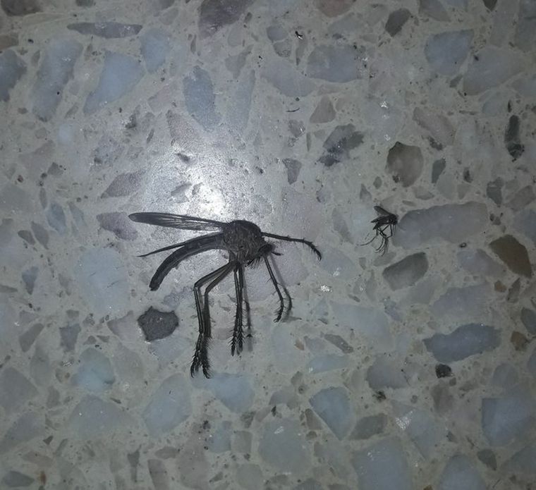 Mosquito gigante en Córdoba (Foto: @EzeLobo1)