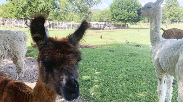Granja Tres Estrellas - Cabalango