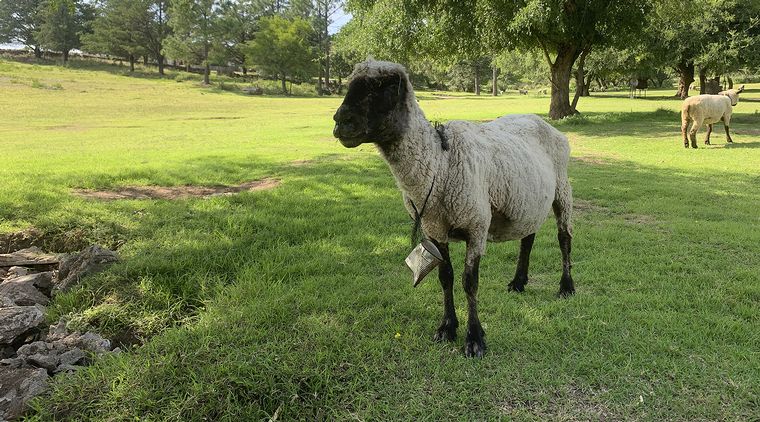 Granja Tres Estrellas - Cabalango
