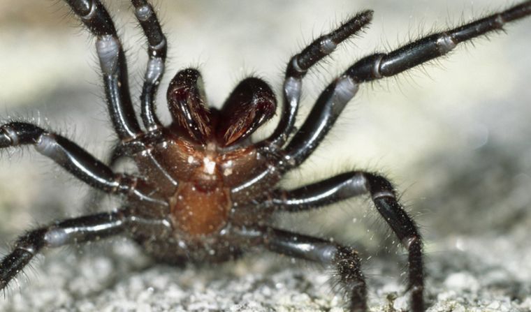 Una de las arañas más peligrosas del mundo invade Australia.