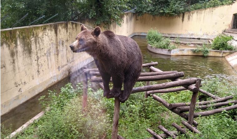 Trasladarán a los osos del zoo de Córdoba a Estados Unidos.