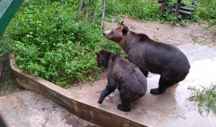 Trasladarán a los osos del zoo de Córdoba a Estados Unidos.