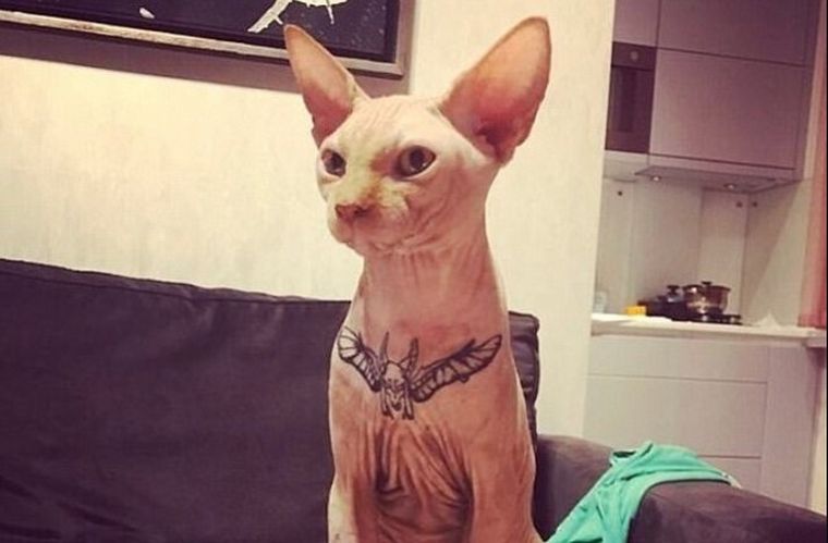 Sedó al gato para tatuarlo y la acusan de maltrato animal (Foto: @elenaiwt)