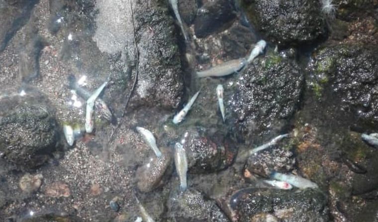 FOTO: Aparecieron peces muertos en Rìo Tercero y el municipio emitió un comunicado.
