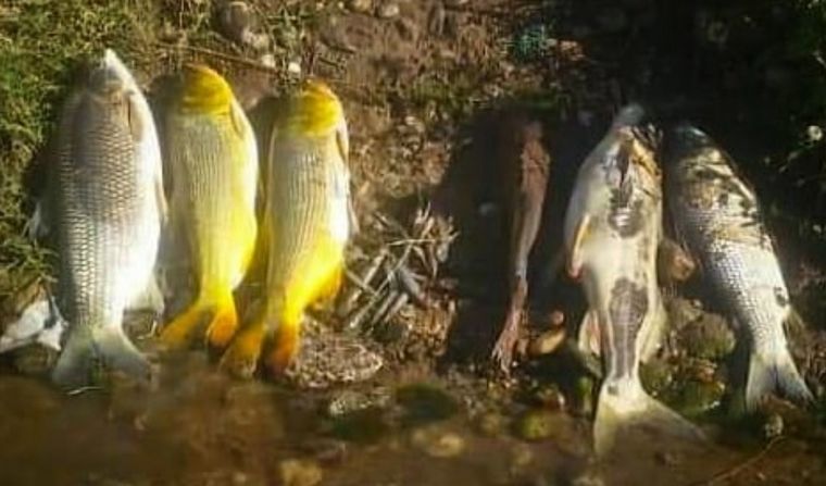 Aparecieron peces muertos en Rìo Tercero y el municipio emitió un comunicado.