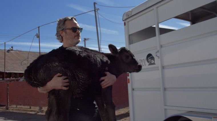 FOTO: Joaquin Phoenix salva a una vaca