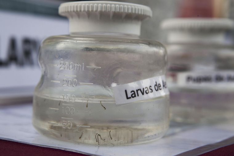 Para prevenir el dengue, es esencial combatir las larvas de los mosquitos.