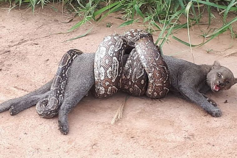 La serpiente casi acaba con la vida del felino.