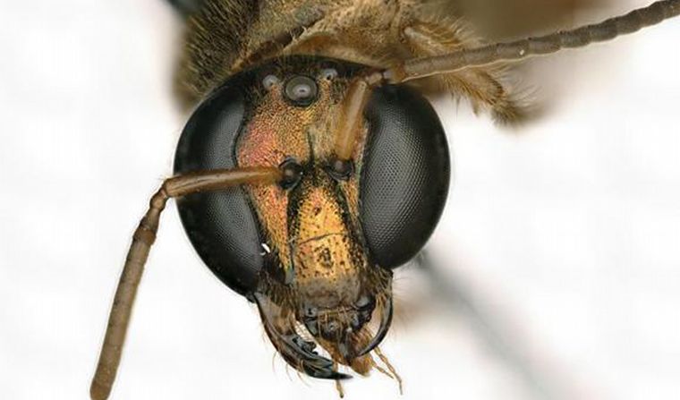 Así es la extraña abeja