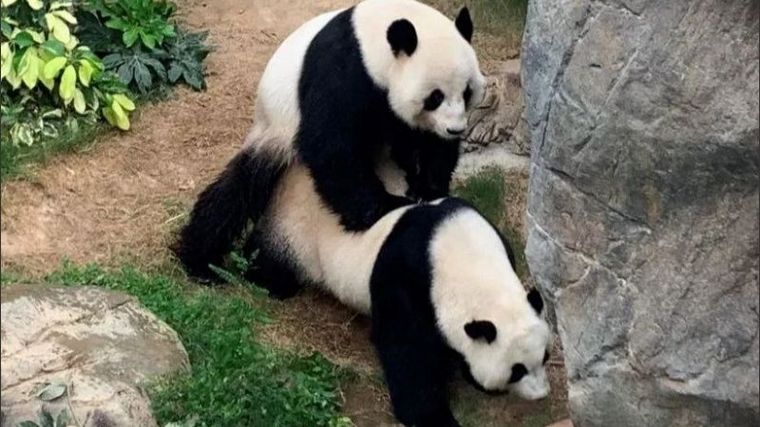 Una pareja de pandas se apareó tras 10 años en Hong Kong.