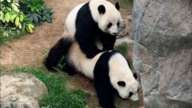 FOTO: Una pareja de pandas se apareó tras 10 años en Hong Kong.