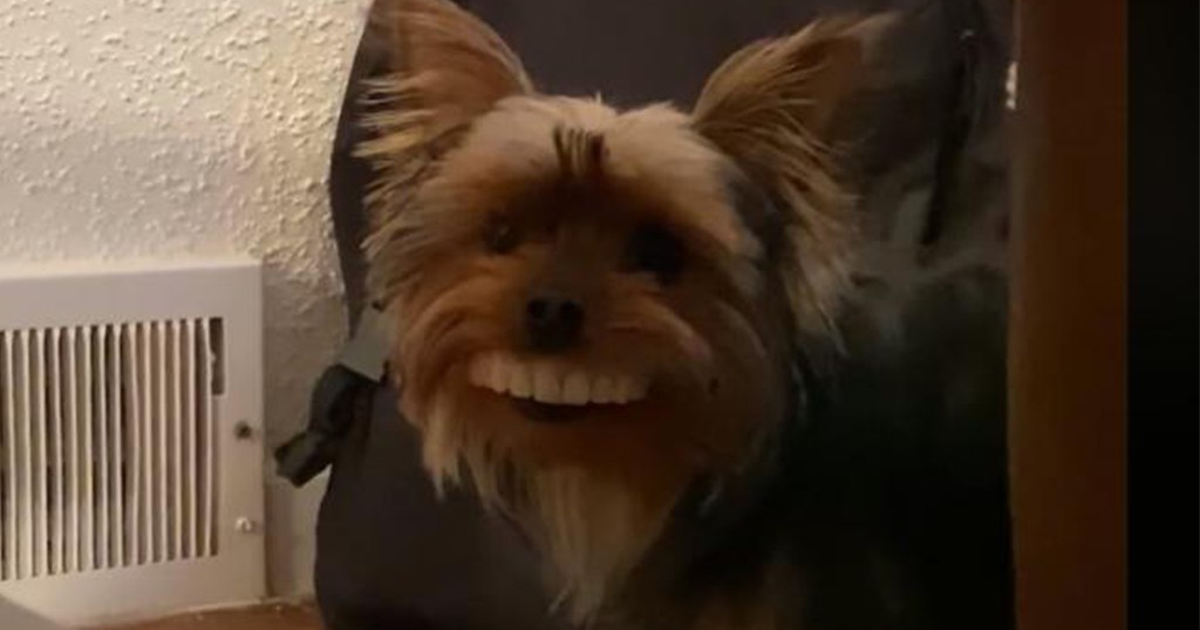 Furor por el video del perro que roba una dentadura postiza