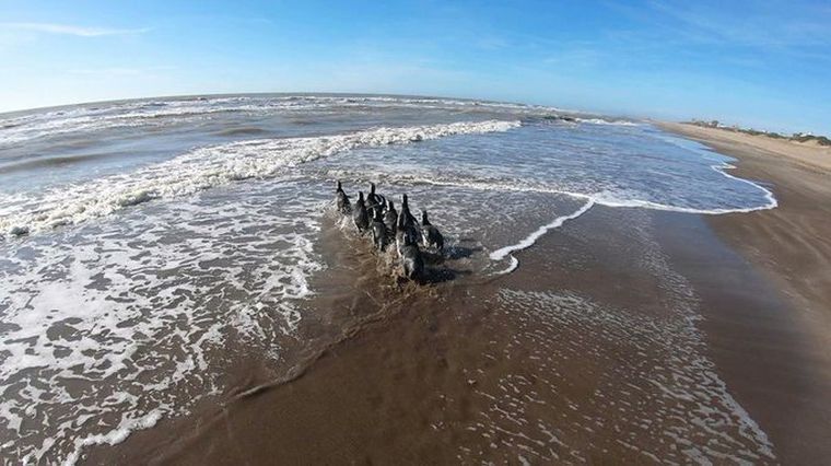 Los pingüinos fueron liberados por la Fundación Mundo Marino.