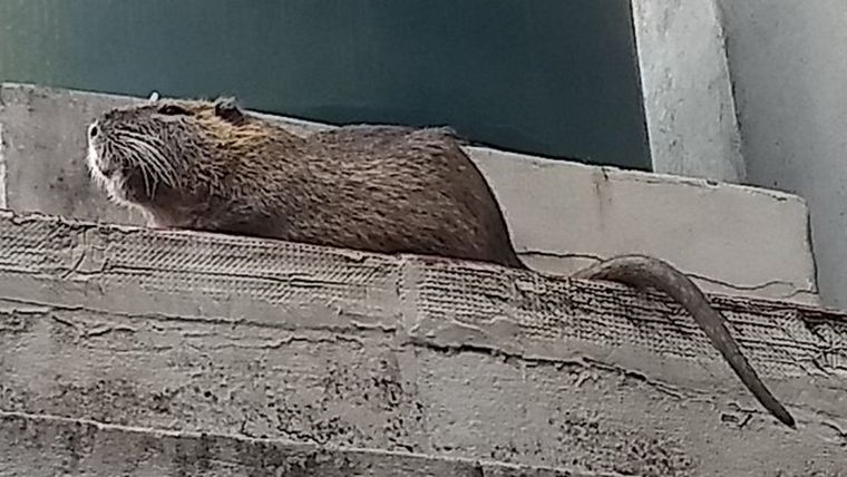 La aparición del coipo causó furor en las redes sociales (Foto: @undiaperfecto)