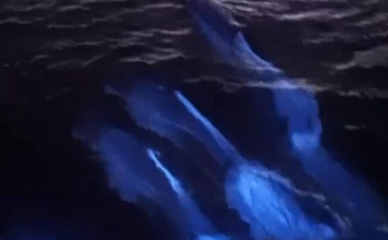 FOTO: Los delfines "luminosos" fueron observados en la playa de California.